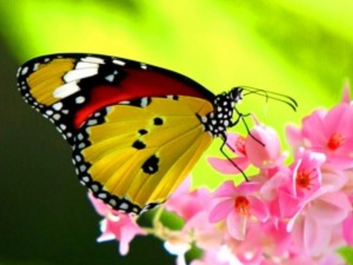Hình ảnh con bướm xinh đang bay đẹp rực rỡ 1