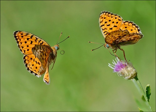 Hình ảnh con bướm xinh đang bay đẹp rực rỡ 10
