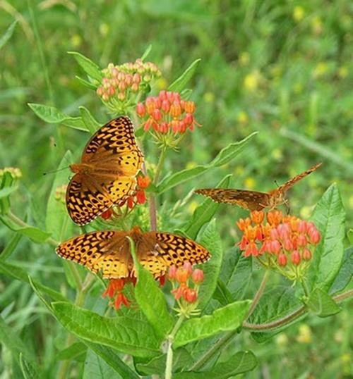 Hình ảnh con bướm xinh đang bay đẹp rực rỡ 12