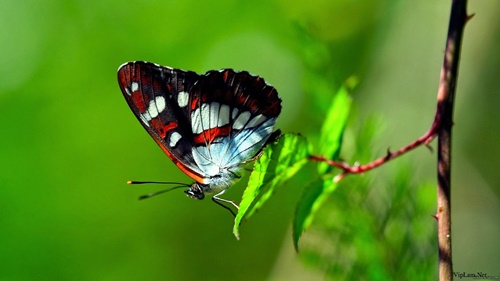 Hình ảnh con bướm xinh đang bay đẹp rực rỡ 14