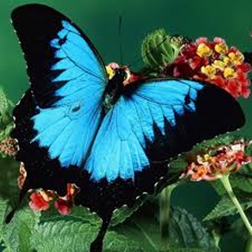 Hình ảnh con bướm xinh đang bay đẹp rực rỡ 5
