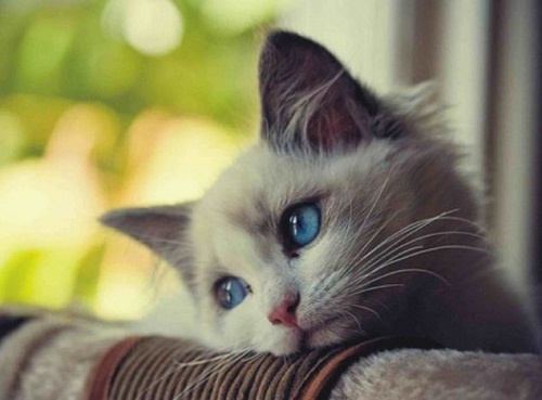 Hình ảnh mèo con dễ thương buồn ngộ nghĩnh đáng yêu 13