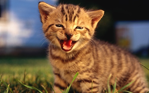 Hình ảnh mèo con dễ thương buồn ngộ nghĩnh đáng yêu 27