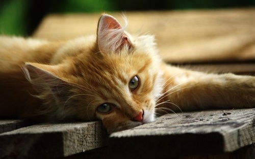 Hình ảnh mèo con dễ thương buồn ngộ nghĩnh đáng yêu 9