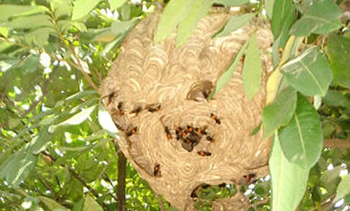 Ong vò vẽ đốt có độc không - Cách chữa ong đốt 8