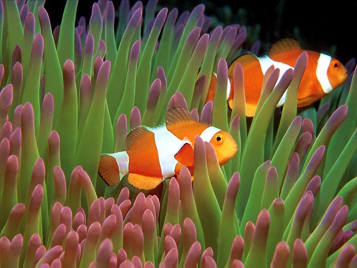 Những hình ảnh đẹp về loài cá hề bên cạnh những rạn san hô 1