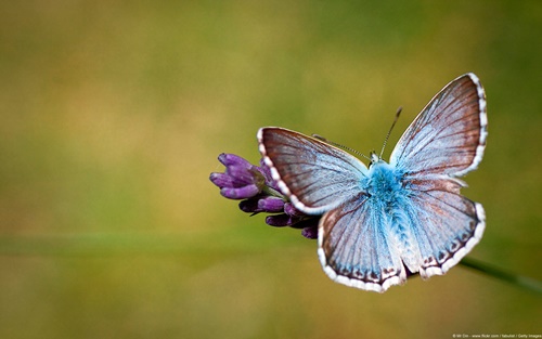 Top 10 hình nền đẹp chủ đề động vật côn trùng nổi tiếng nhất 1