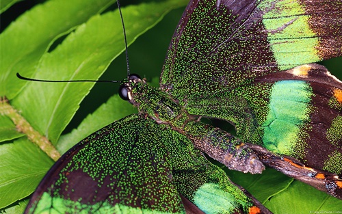Top 10 hình nền đẹp chủ đề động vật côn trùng nổi tiếng nhất 10