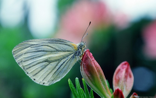 Top 10 hình nền đẹp chủ đề động vật côn trùng nổi tiếng nhất 13