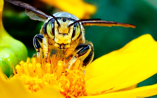 Top 10 hình nền đẹp chủ đề động vật côn trùng nổi tiếng nhất 21