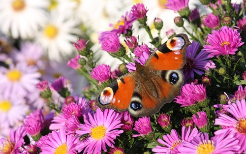 Top 10 hình nền đẹp chủ đề động vật côn trùng nổi tiếng nhất 22