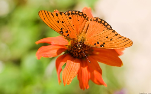 Top 10 hình nền đẹp chủ đề động vật côn trùng nổi tiếng nhất 27