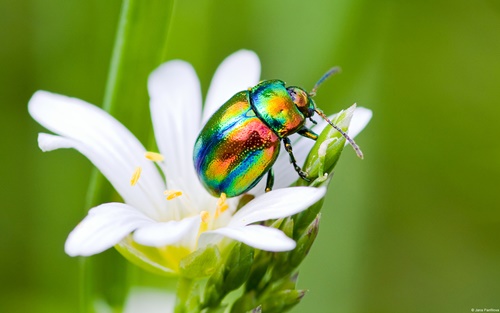 Top 10 hình nền đẹp chủ đề động vật côn trùng nổi tiếng nhất 28