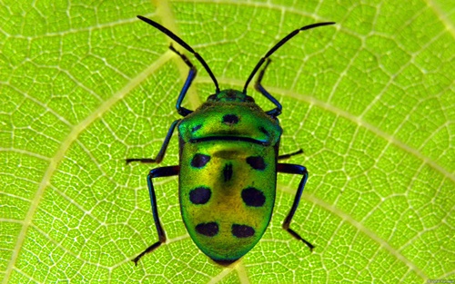Top 10 hình nền đẹp chủ đề động vật côn trùng nổi tiếng nhất 31