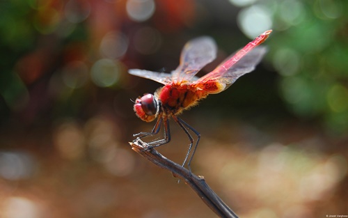 Top 10 hình nền đẹp chủ đề động vật côn trùng nổi tiếng nhất 4