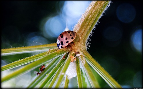 Top 10 hình nền đẹp chủ đề động vật côn trùng nổi tiếng nhất 7