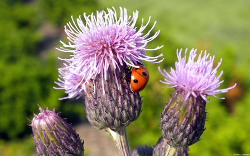 Top 10 hình nền đẹp chủ đề động vật côn trùng nổi tiếng nhất 9