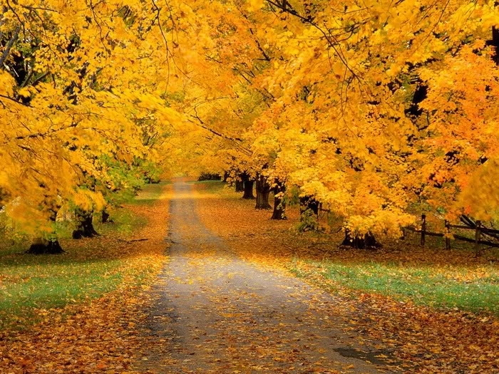 Những ảnh đẹp thiên nhiên về mùa thu quyến rũ và lãng mạng nhất 1