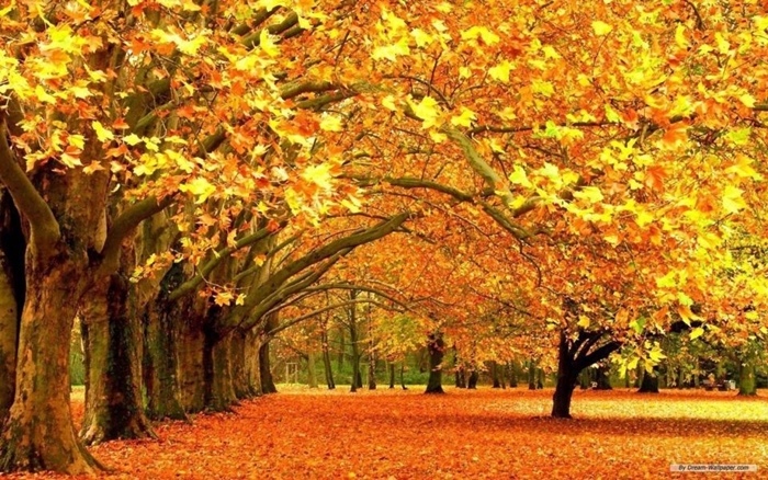 Những ảnh đẹp thiên nhiên về mùa thu quyến rũ và lãng mạng nhất 12