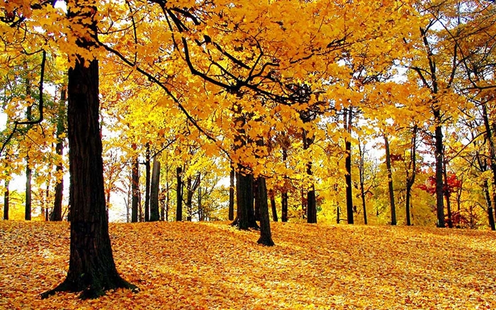 Những ảnh đẹp thiên nhiên về mùa thu quyến rũ và lãng mạng nhất 3