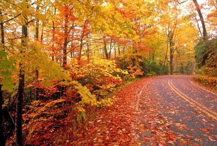 Những ảnh đẹp thiên nhiên về mùa thu quyến rũ và lãng mạng nhất 5