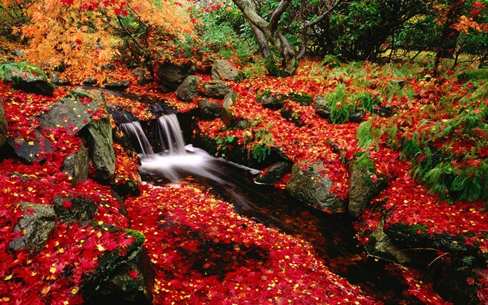 Những ảnh đẹp thiên nhiên về mùa thu quyến rũ và lãng mạng nhất 6