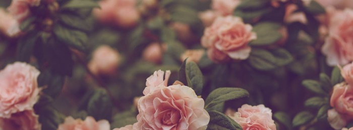 Những ảnh bìa facebook về những loài hoa lãng mạn và vô cùng thơ mộng 10