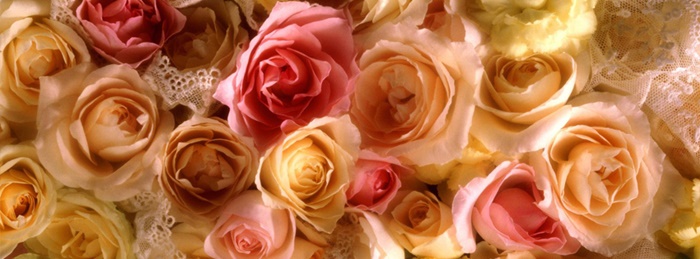 Những ảnh bìa facebook về những loài hoa lãng mạn và vô cùng thơ mộng 8