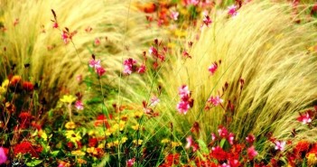 Những bộ ảnh thiên nhiên cỏ dại đẹp thơ mộng và ấn tượng nhất 4