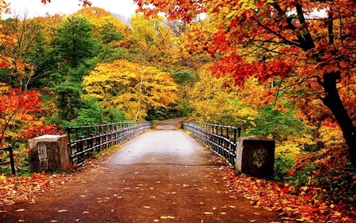 Những cảnh đẹp thiên nhiên thơ mộng lãng mạn nhất về mùa thu 1