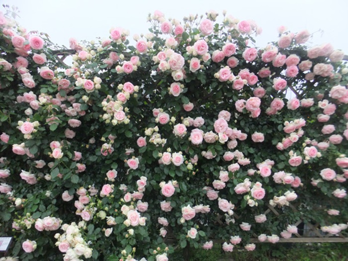 Những hình ảnh hoa hồng đẹp thơ mộng và lãng mạn nhất 10