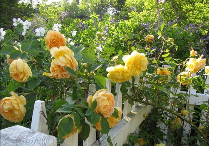 Những hình ảnh hoa hồng đẹp thơ mộng và lãng mạn nhất 6