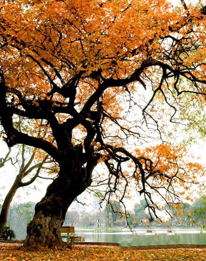 Những hình ảnh thiên nhiên Hà Nội về mùa thu lãng mạn và thơ mộng 2
