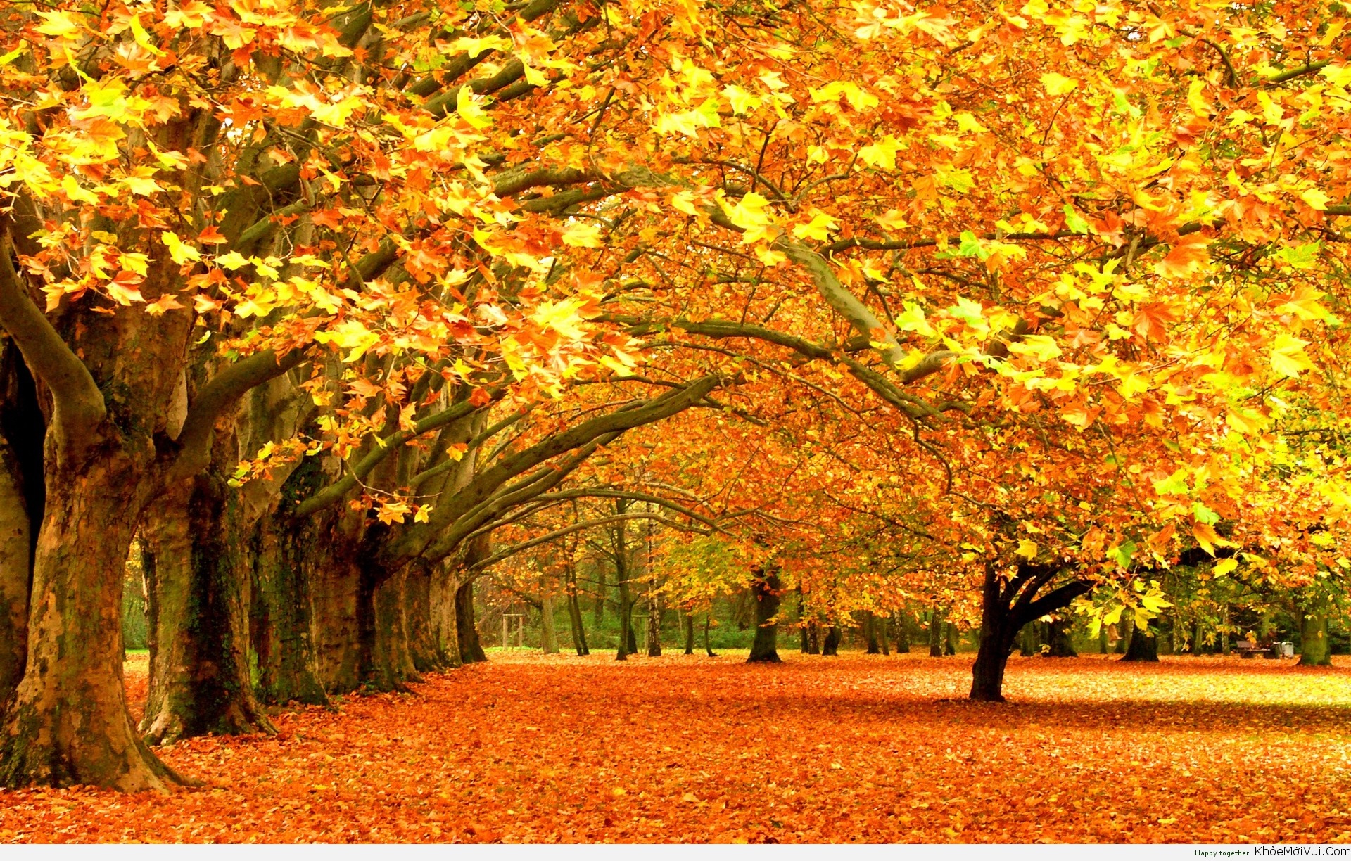 Những hình ảnh thiên nhiên mùa thu đẹp thơ mộng và vô cùng lãng mạn 10