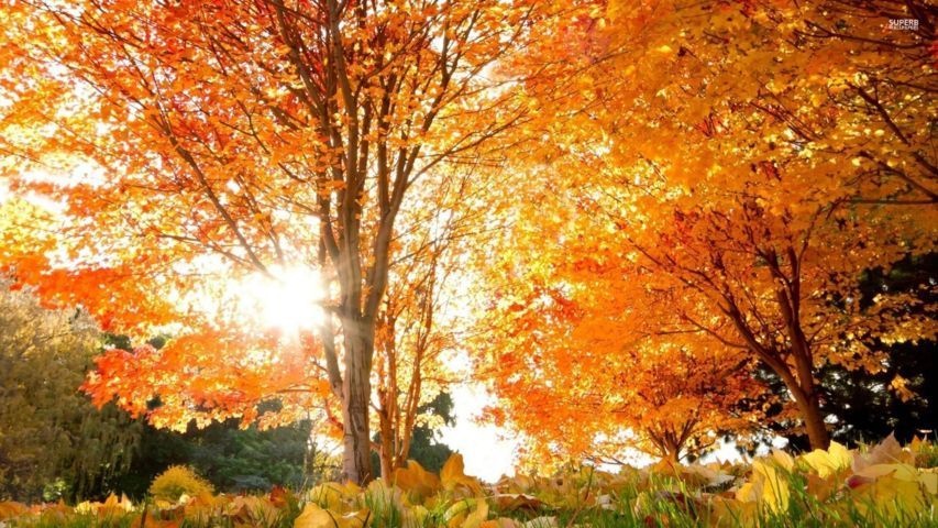 Những hình ảnh thiên nhiên mùa thu đẹp thơ mộng và vô cùng lãng mạn 3