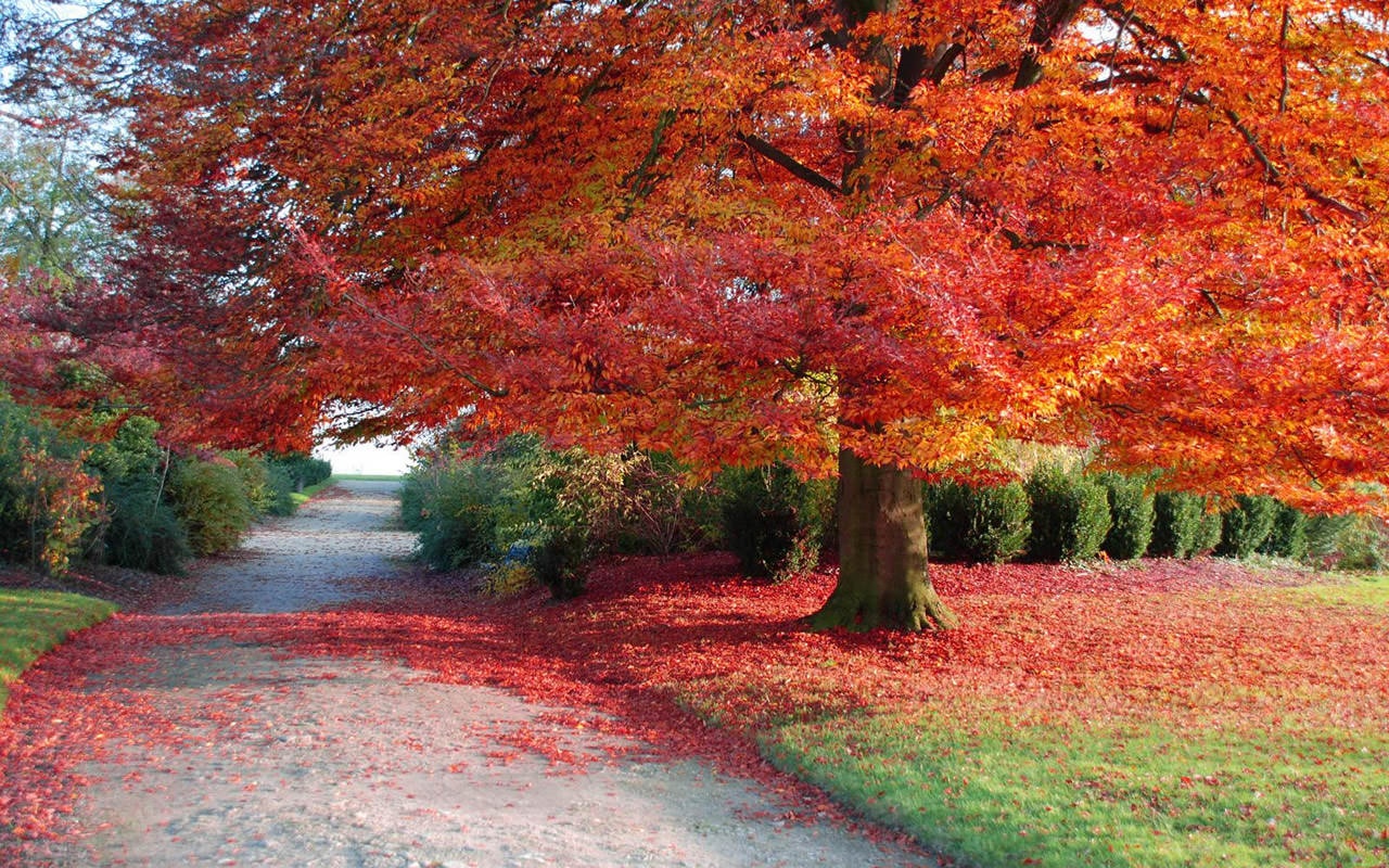 Những hình ảnh thiên nhiên mùa thu đẹp thơ mộng và vô cùng lãng mạn 7