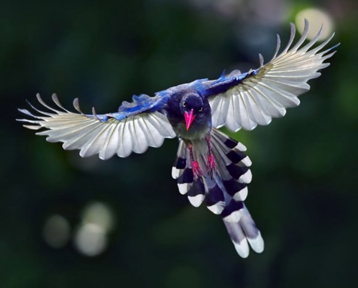Bộ sưu tập các loài chim đẹp và ấn tượng nhất thế giới 1