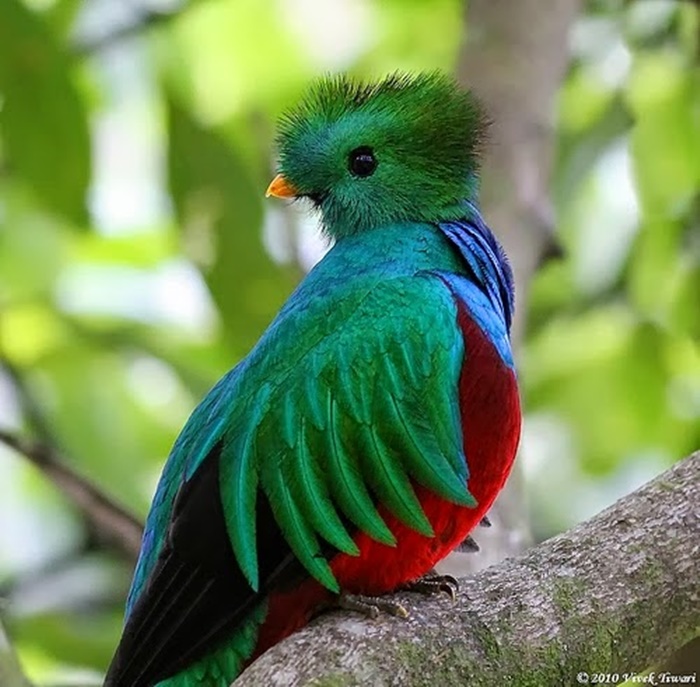 Bộ sưu tập các loài chim đẹp và ấn tượng nhất thế giới 10