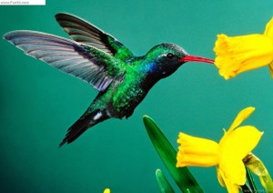 Bộ sưu tập các loài chim đẹp và ấn tượng nhất thế giới 3