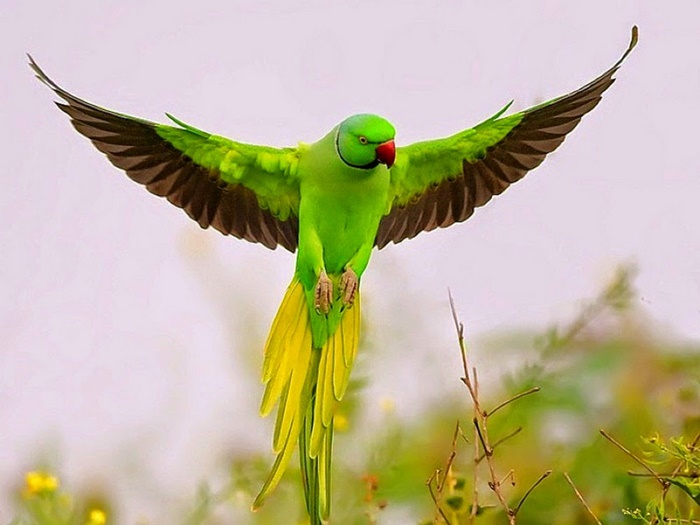 Bộ sưu tập các loài chim đẹp và ấn tượng nhất thế giới 4