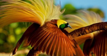 Bộ sưu tập các loài chim đẹp và ấn tượng nhất thế giới 5