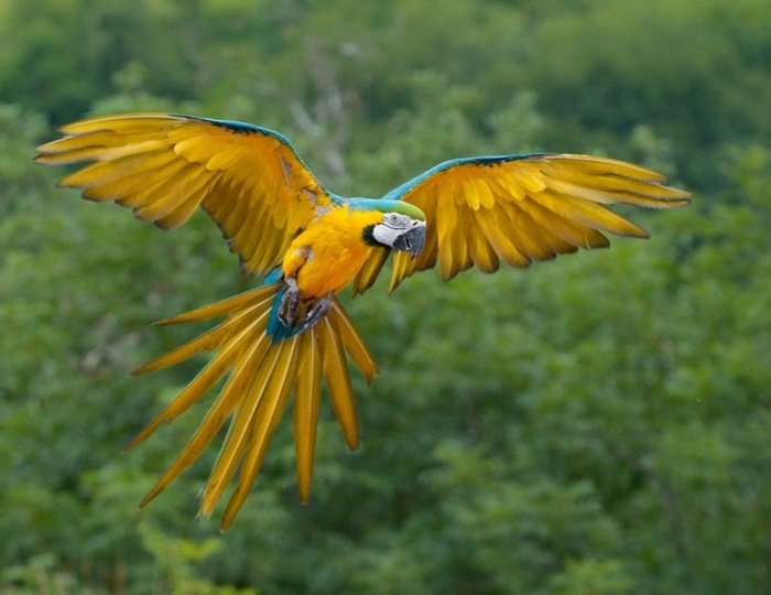 Bộ sưu tập các loài chim đẹp và ấn tượng nhất thế giới 6