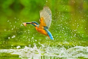 Bộ sưu tập các loài chim đẹp và ấn tượng nhất thế giới 7