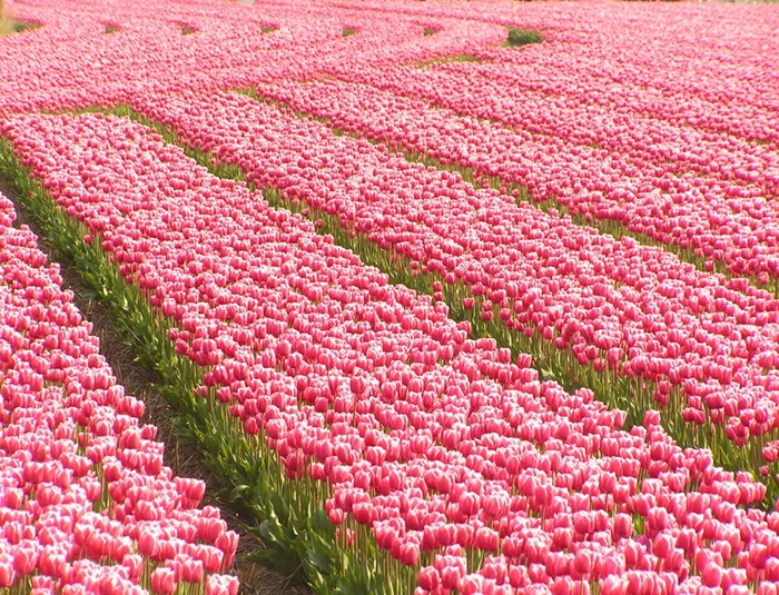 Bộ sưu tập những vườn hoa tulip sặc sỡ và ấn tượng nhất 1