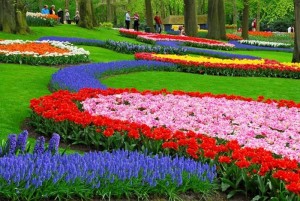 Bộ sưu tập những vườn hoa tulip sặc sỡ và ấn tượng nhất 10