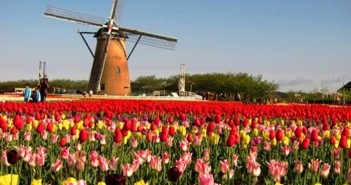 Bộ sưu tập những vườn hoa tulip sặc sỡ và ấn tượng nhất 2