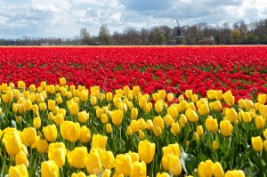 Bộ sưu tập những vườn hoa tulip sặc sỡ và ấn tượng nhất 4