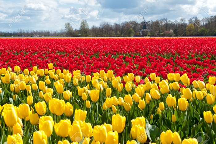 Bộ sưu tập những vườn hoa tulip sặc sỡ và ấn tượng nhất 4