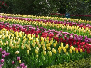 Bộ sưu tập những vườn hoa tulip sặc sỡ và ấn tượng nhất 5