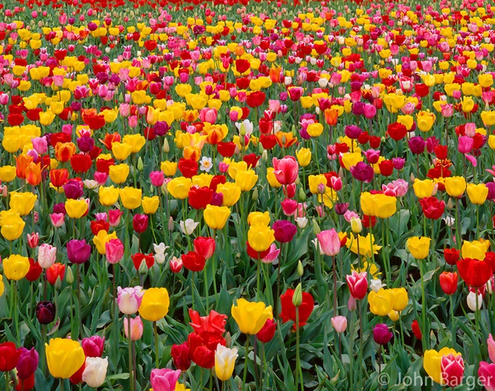 Bộ sưu tập những vườn hoa tulip sặc sỡ và ấn tượng nhất 6